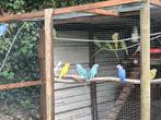Halsband parkieten .., Dieren en Toebehoren, Vogels | Parkieten en Papegaaien