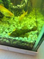 L nummer gratis, Zoetwatervis