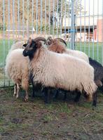 Actualités (20 mois)