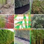 bambou, Jardin & Terrasse, Enlèvement, En pot