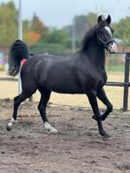 Wandelpony, na herstel mogelijk weer recreatief te rijden, Dieren en Toebehoren, Gechipt, Ruin, Niet van toepassing, 11 jaar of ouder