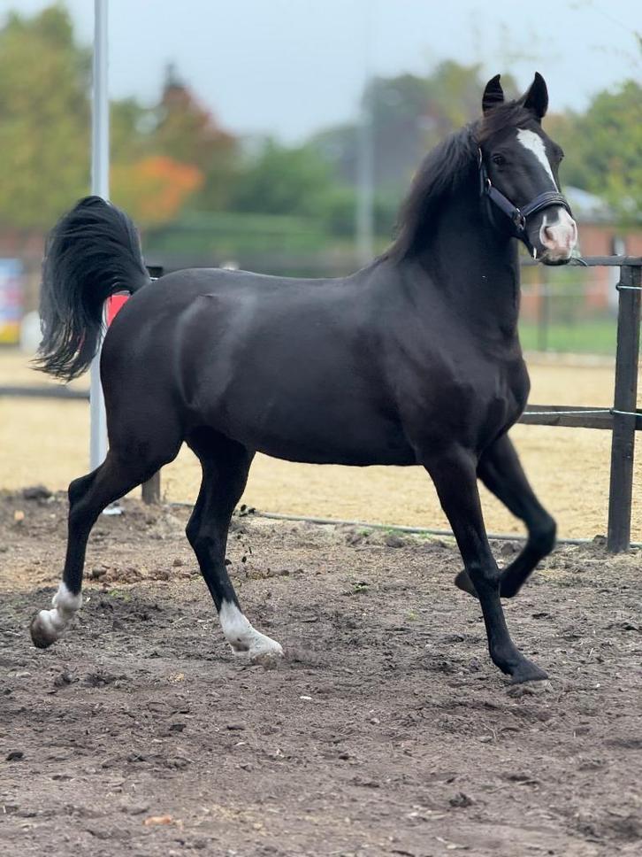 Wandelpony, na herstel mogelijk weer recreatief te rijden, Dieren en Toebehoren, Pony's, Ruin, Niet van toepassing, D pony (1.37m tot 1.48m)