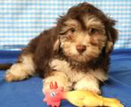 Super leuke Havanezers pup!, 15 weken tot 1 jaar, Overige rassen, Buitenland, CDV (hondenziekte)