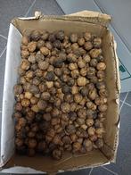 Noten te koop uit eigen tuin, Ophalen