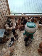sier/krielkippen aan de leg begonnen + haan 0499 08 23 81, Meerdere dieren, Kip