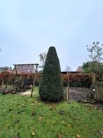 Gratis:taxus boom, Ophalen, 400 cm of meer