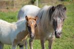 drachtige bonte shetlandpony merrie, Dieren en Toebehoren, Merrie, A pony (tot 1.17m), 3 tot 6 jaar, Gechipt