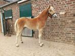 Te koop haflinger hengstenveulen, Dieren en Toebehoren, Hengst, Met stamboom