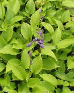 Hosta Ventricosa, Tuin en Terras, Ophalen, Vaste plant