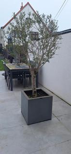 Olijfboom, Tuin en Terras, Ophalen