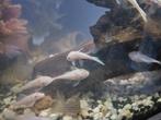 Snow white short/ corydora Sterbai. Te koop, Dieren en Toebehoren, Vissen | Aquariumvissen, Vis, Zoetwatervis, Schoolvis