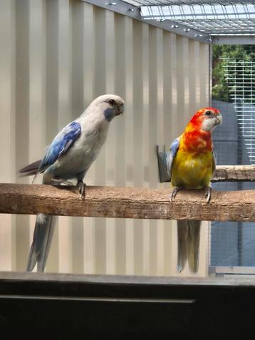 Koppel rosella mutatie  beschikbaar voor biedingen