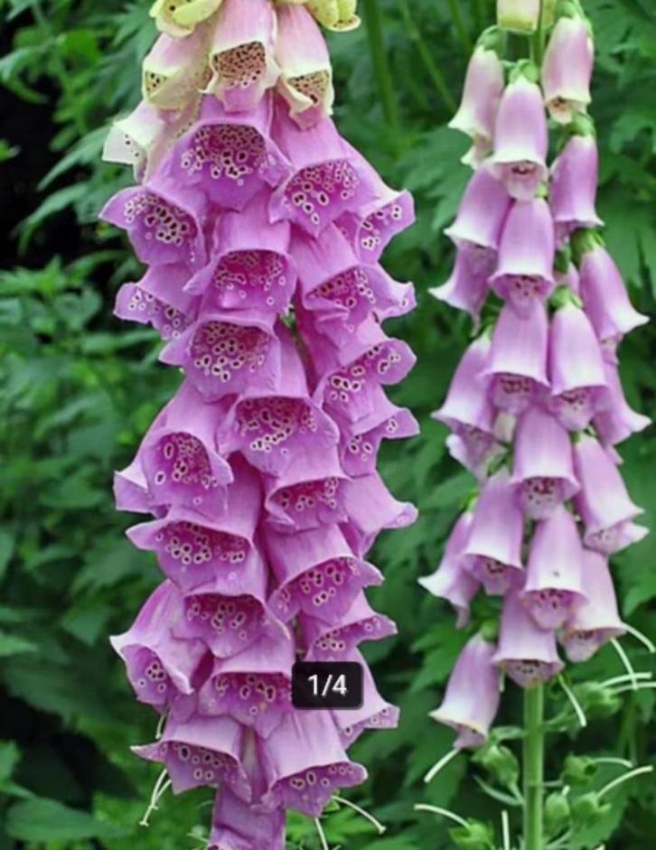 Digitalis purpurea of Vingerhoedskruid, Tuin en Terras, Planten | Tuinplanten, Vaste plant, Ophalen