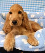 Super leuke Engelse Cocker pups!, Dieren en Toebehoren, 15 weken tot 1 jaar, Reu, Buitenland, CDV (hondenziekte)