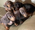 teckel pups,teckels,dwerg/kaninchen vanaf 950 euro, Plusieurs, Belgique, 8 à 15 semaines, Parvovirose