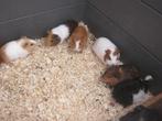 Jonge cavia zeugjes en beertjes, Dieren en Toebehoren, Knaagdieren, Meerdere dieren, Cavia, Tam