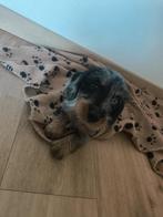 Prachtige ruwharig teckel reutje, Dieren en Toebehoren, Honden | Teckels en Dashonden, België, CDV (hondenziekte), Reu, 8 tot 15 weken