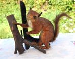 taxidermie vintage écureuil sur branche, Enlèvement ou Envoi, Utilisé, Autres, Animal empaillé