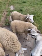 4 lammeren 2 ooien 2 bokken  Geboren op 20/03/25, Dieren en Toebehoren, Schapen, Geiten en Varkens