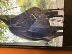 Zoek je een vriend voor het leven?, Dieren en Toebehoren, Paarden, Met stamboom, Ruin, Zadelmak, 3 tot 6 jaar