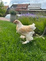 Brahma lemon pyle hanen, Mannelijk, Kip
