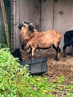 ram te koop, Dieren en Toebehoren, Schapen, Geiten en Varkens, Geit