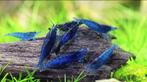 Blauwe Neocaridina garnalen te koop, Dieren en Toebehoren