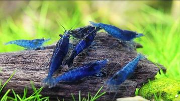 Blauwe Neocaridina garnalen te koop beschikbaar voor biedingen
