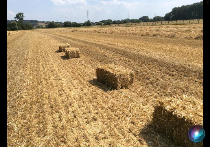 Kleine balen tarwestro, Dieren en Toebehoren, Stalling en Weidegang