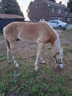 Haflinger jaarling hengst, Dieren en Toebehoren, Hengst