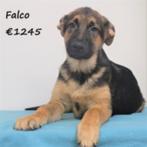 "Falco" Duitse Herder (reu) pup te koop, Dieren en Toebehoren, Honden | Herdershonden en Veedrijvers, 15 weken tot 1 jaar, Buitenland