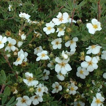 Potentilla  beschikbaar voor biedingen