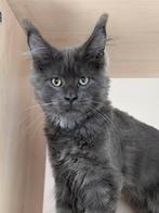 Laatste Maine Coon Blue Smoke katertje met stamboom, Meerdere dieren, Gechipt, 0 tot 2 jaar