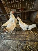 Jonge legkippen, Dieren en Toebehoren, Pluimvee