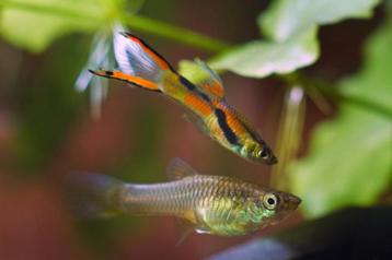 Endler guppy's beschikbaar voor biedingen