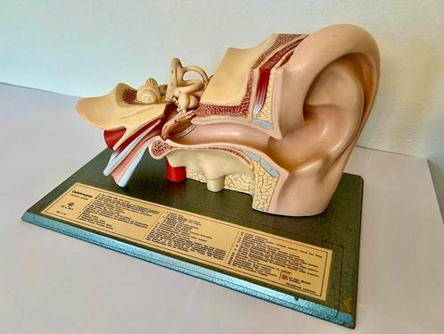 Somso anatomisch oor, Antiek en Kunst, Curiosa en Brocante, Ophalen of Verzenden