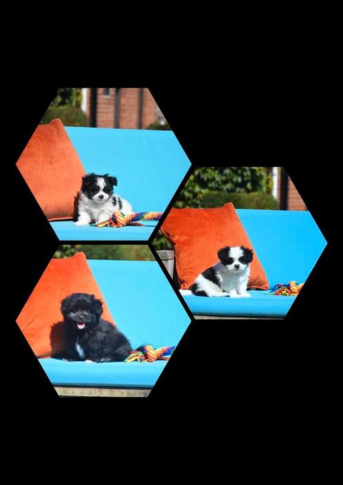 Heel mooie Boomertjes, Dieren en Toebehoren, Honden | Niet-rashonden, Klein, Meerdere dieren, Fokker | Professioneel, Meerdere