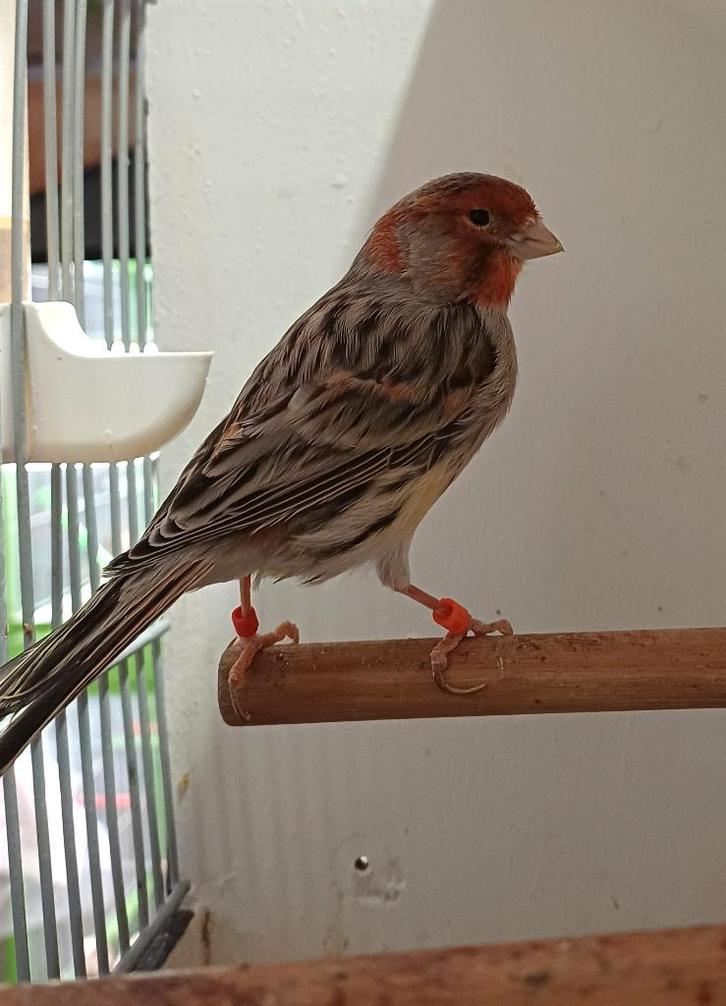 Kleurkanaries, Dieren en Toebehoren, Vogels | Kanaries, Kleurkanarie, Meerdere dieren