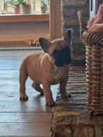 Franse bulldogpups, België, Fokker | Hobbymatig, CDV (hondenziekte), 8 tot 15 weken