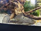 Ancistrus dolichopterus, Dieren en Toebehoren, Vis, Zoetwatervis