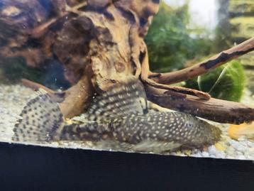 Ancistrus dolichopterus (5-7cm) beschikbaar voor biedingen