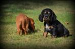 Engelse Cocker Spaniel pups, België, CDV (hondenziekte), 8 tot 15 weken, Meerdere