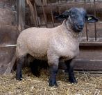 Suffolk stamboek ramlammeren, Mouton, Mâle, 0 à 2 ans