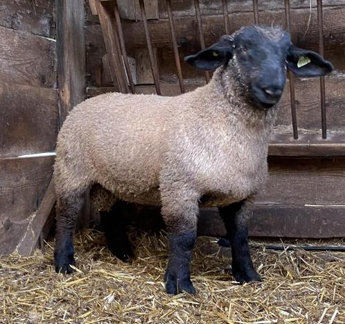 Suffolk stamboek ramlammeren, Dieren en Toebehoren, Schapen, Geiten en Varkens, Schaap, Mannelijk, 0 tot 2 jaar