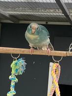 Kakariki, Dieren en Toebehoren, Vogels | Parkieten en Papegaaien, Mannelijk, Parkiet, Geringd