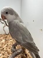 Muisparkieten gezocht, Dieren en Toebehoren, Meerdere dieren, Parkiet, Geringd