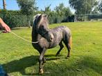 Shetlander Appaloosa merrie, Dieren en Toebehoren, Pony's, Merrie