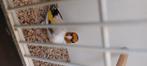 Putters, Dieren en Toebehoren, Meerdere dieren, Wildzangvogel, Geringd