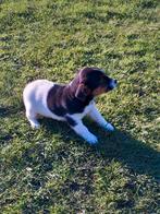 jack russel pup te koop, Dieren en Toebehoren, Honden | Jack Russells en Terriërs, België, Fokker | Hobbymatig, Jack Russell Terriër