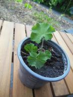 Vrouwenmantel - klein plantje, Ophalen, Vaste plant, Halfschaduw, Kruiden